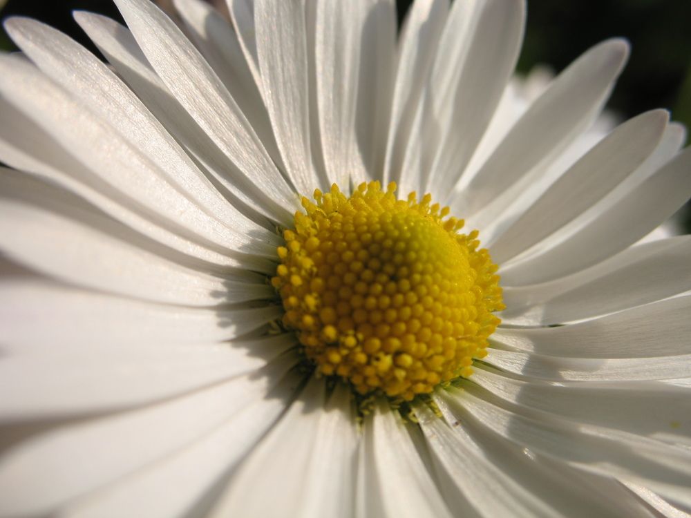 Photograph by Орл Про