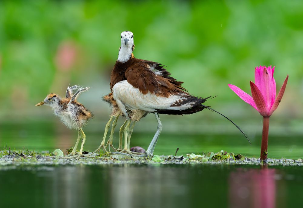 Photograph by Mainak Halder