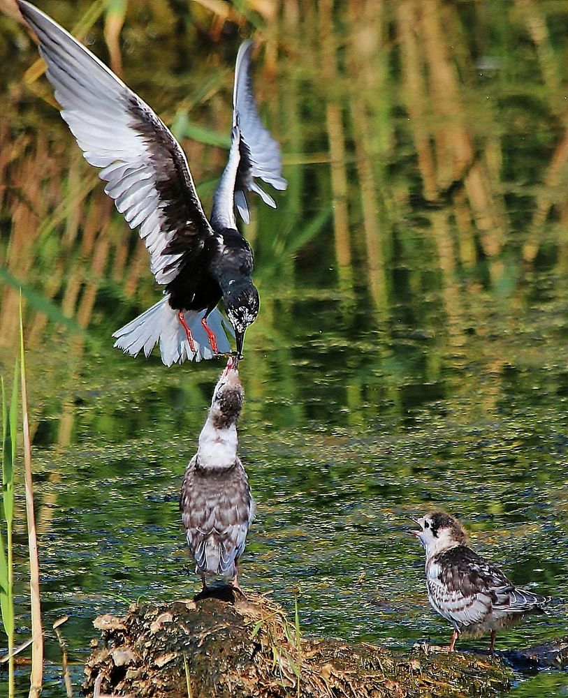 Photograph by Александр Велигура