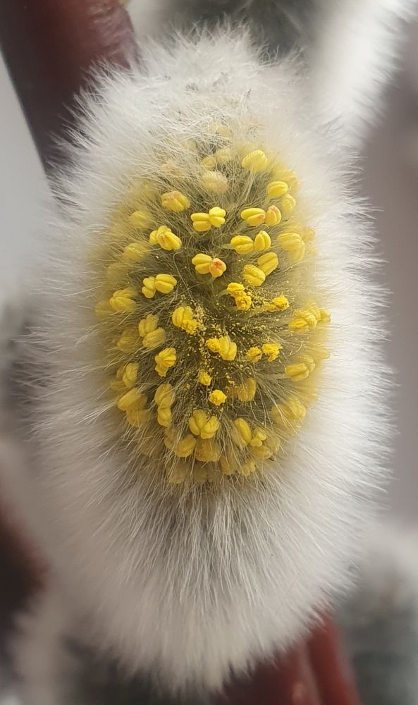 Микро тюльманы