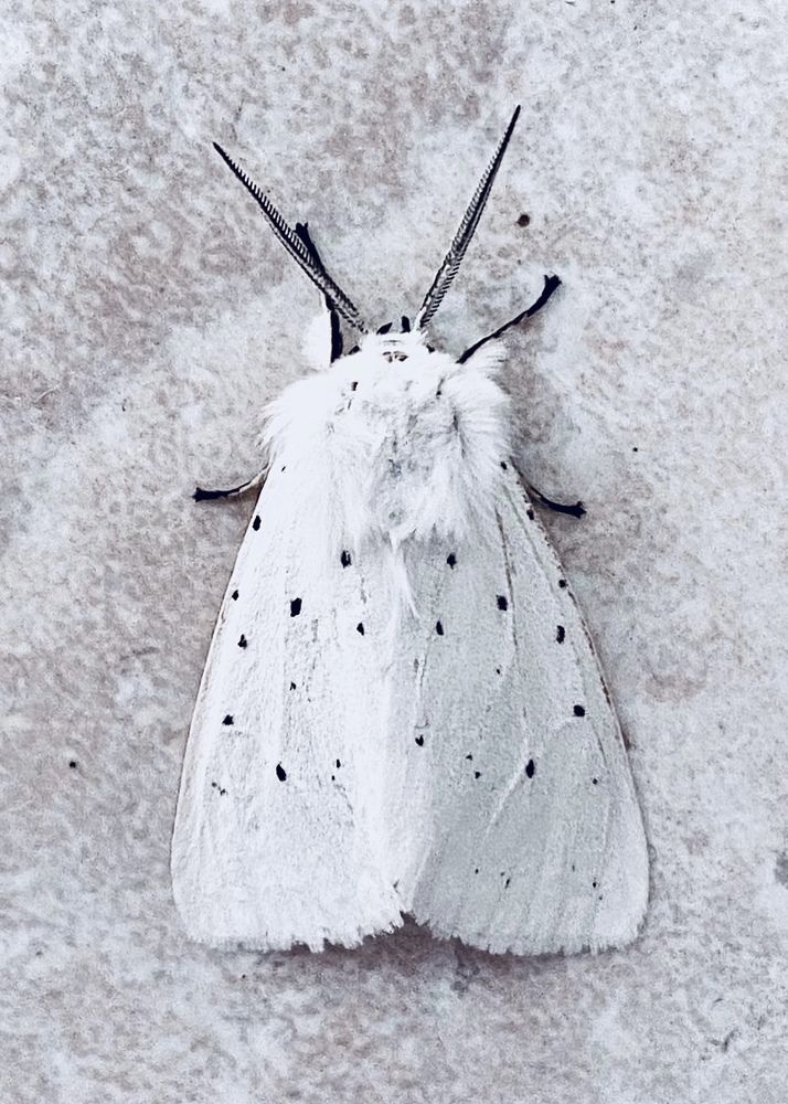 Фотография автора ГУЗАЛИЯ ГАНИЕВА