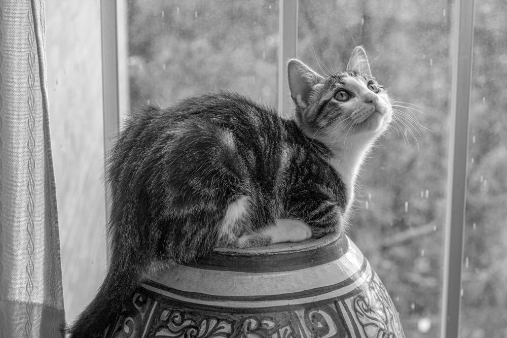 Photograph by gustavo gatto