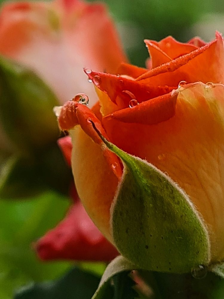 Photograph by Татьяна Соколовская