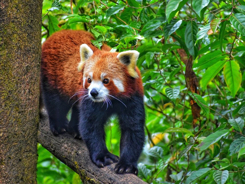 Photograph by SAIKAT PAL