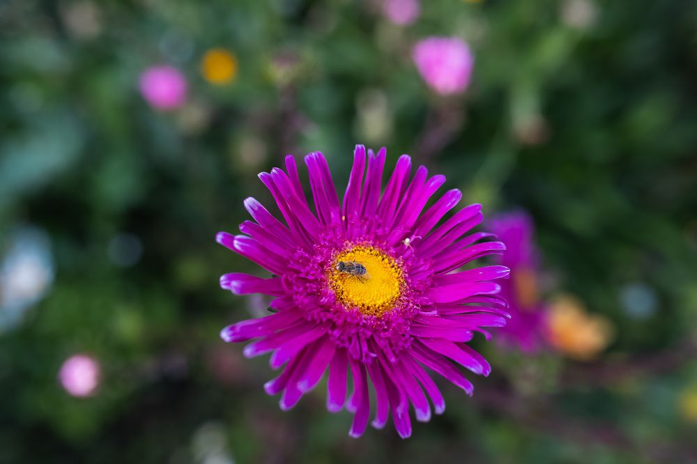 Photograph by дамир чекалин