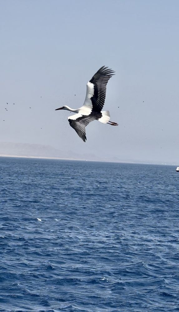 Photograph by Мария Берёзка