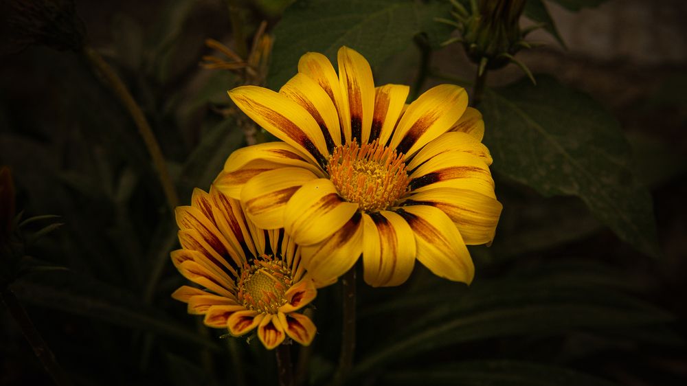 Фотография автора savitri Rawat