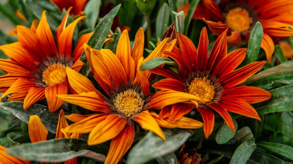 Фотография автора savitri Rawat