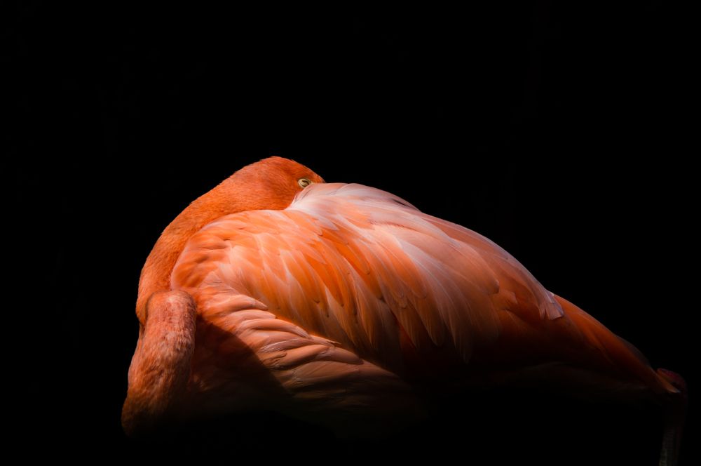 Photograph by Steve Shelby