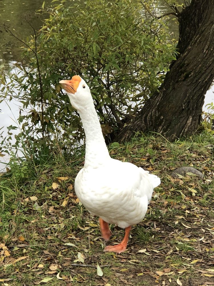 Photograph by Мария Бессмертная