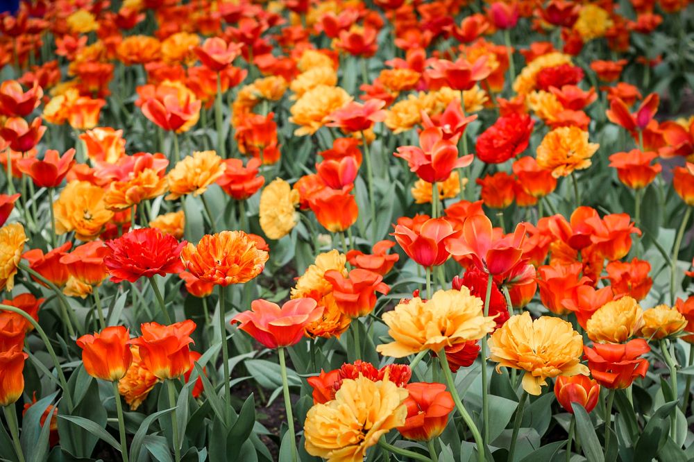 Photograph by Юлия Сайфулина