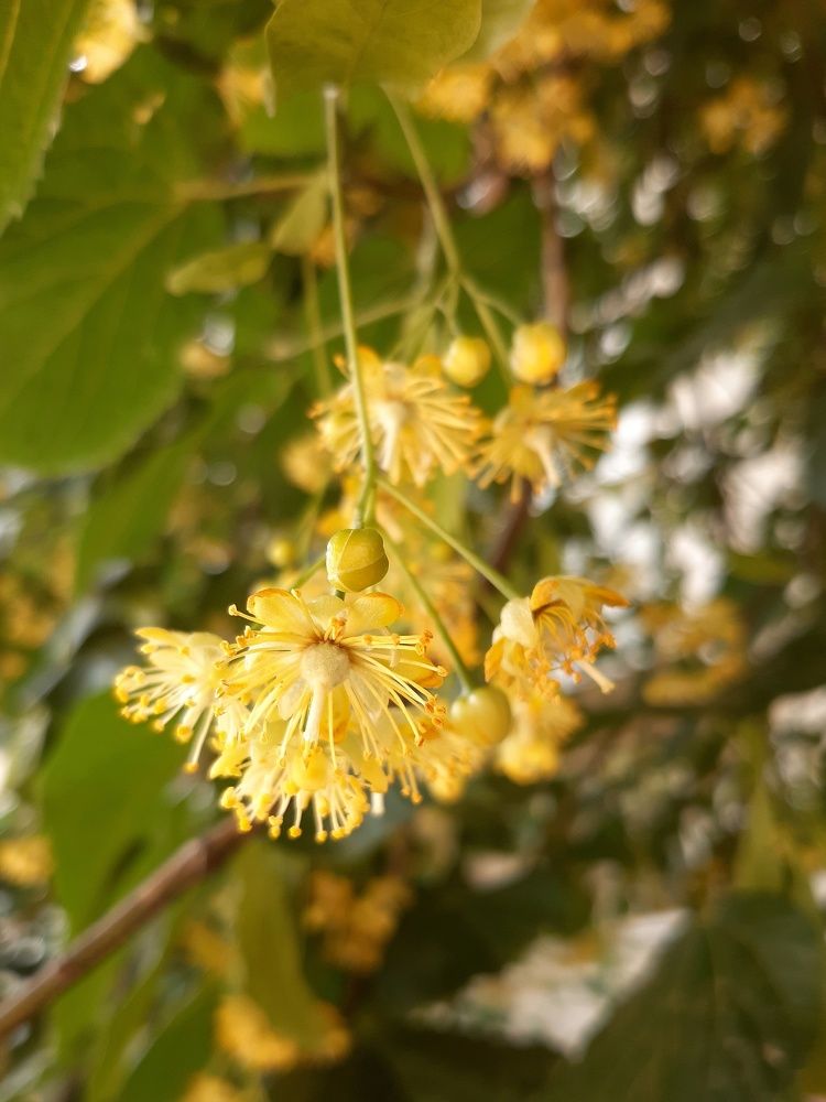 Липовый цвет