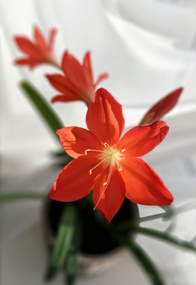 Аленький цветочек