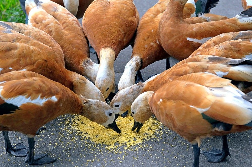 Не полетим на юг, нас и здесь хорошо кормят