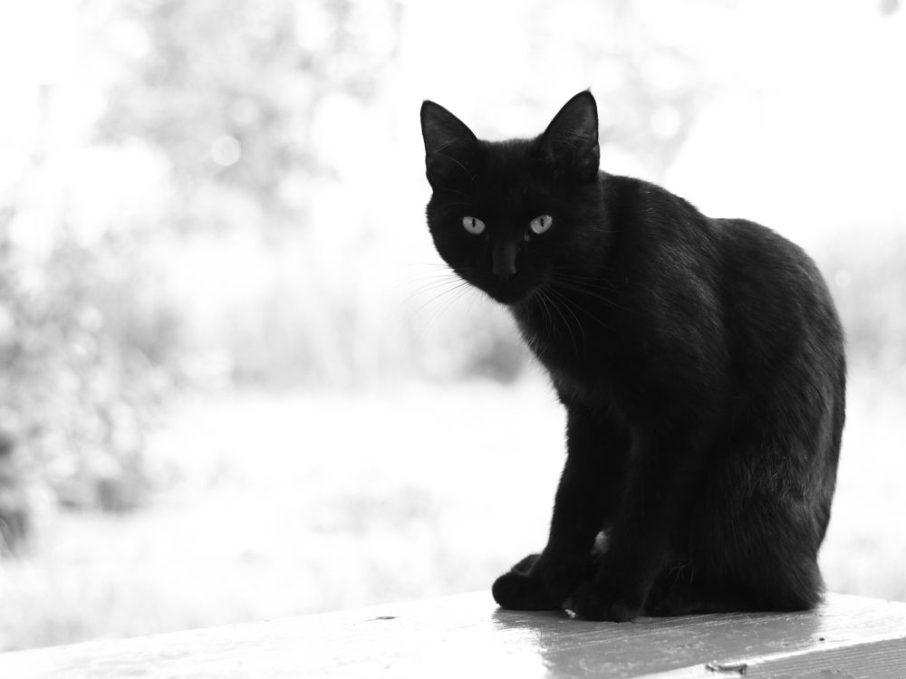 Photograph by Светлана Шибаршина