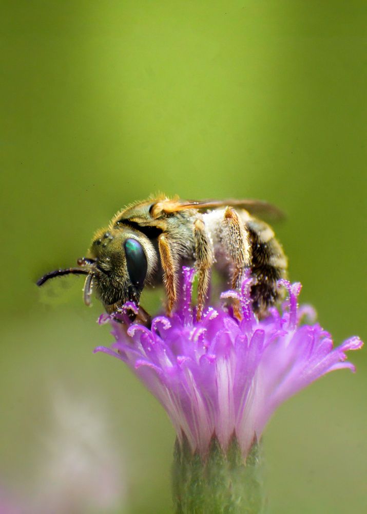 Photograph by Dewindu H. Fernando