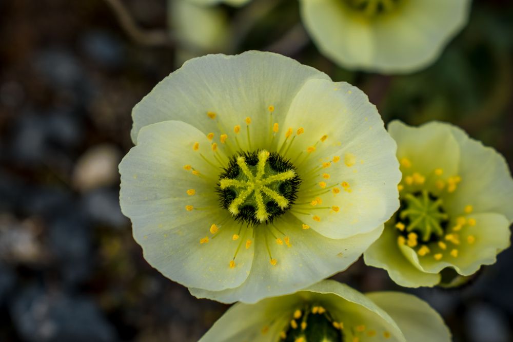 Полярный цветок