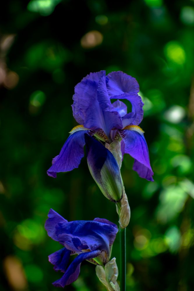 Нежный Ирис