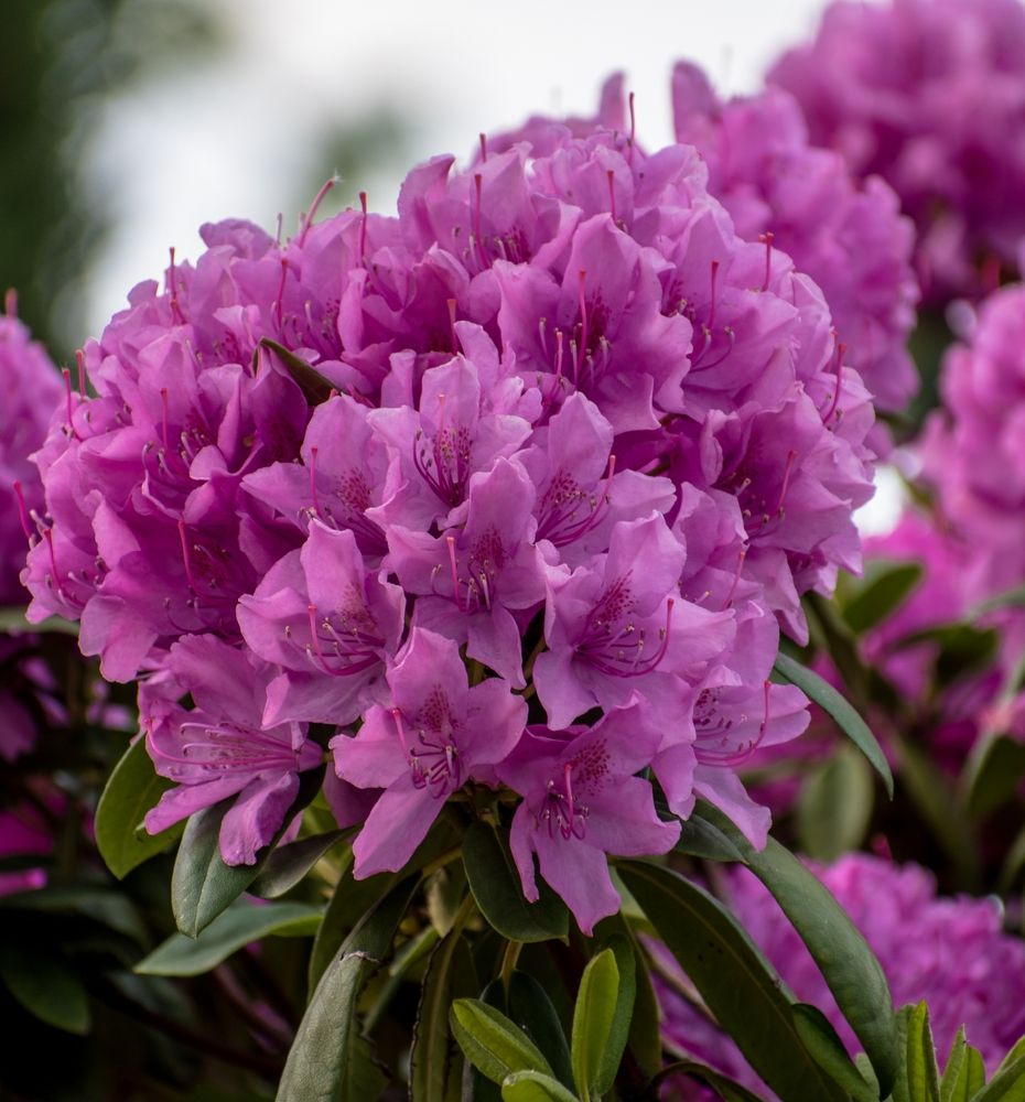 Азалия нежная