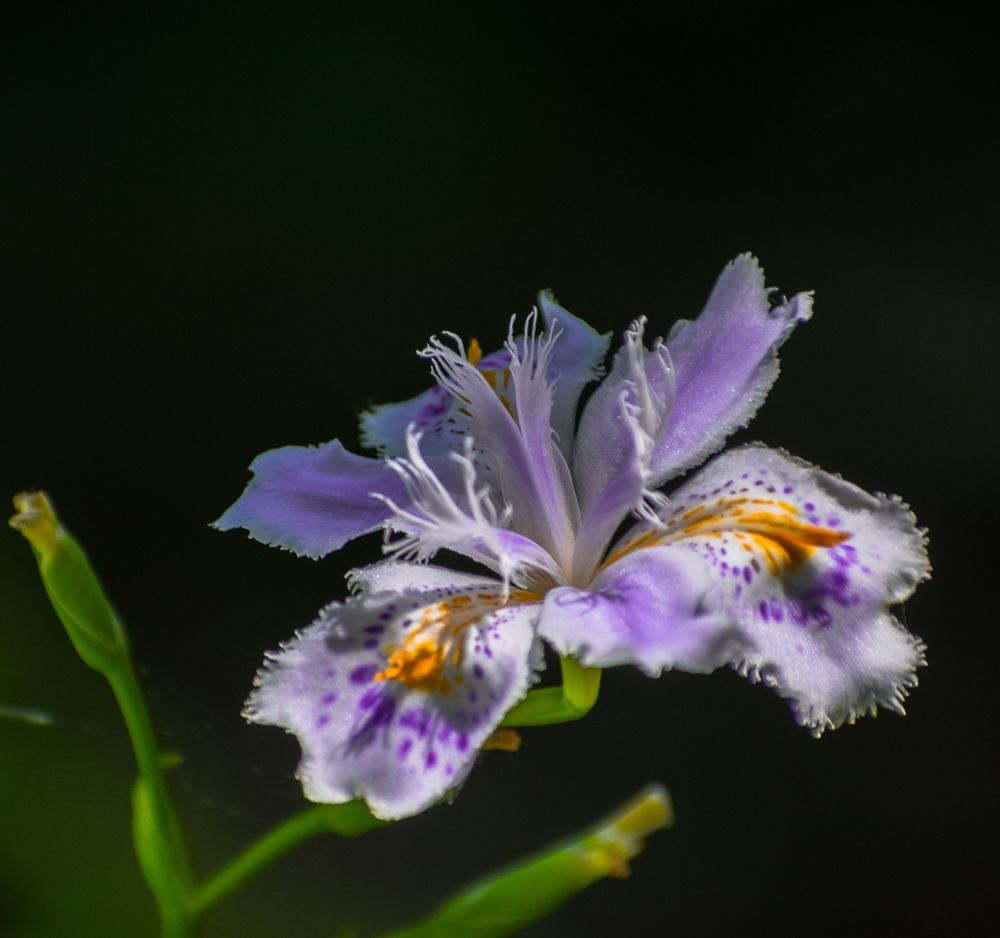 Манящий внимания цветок