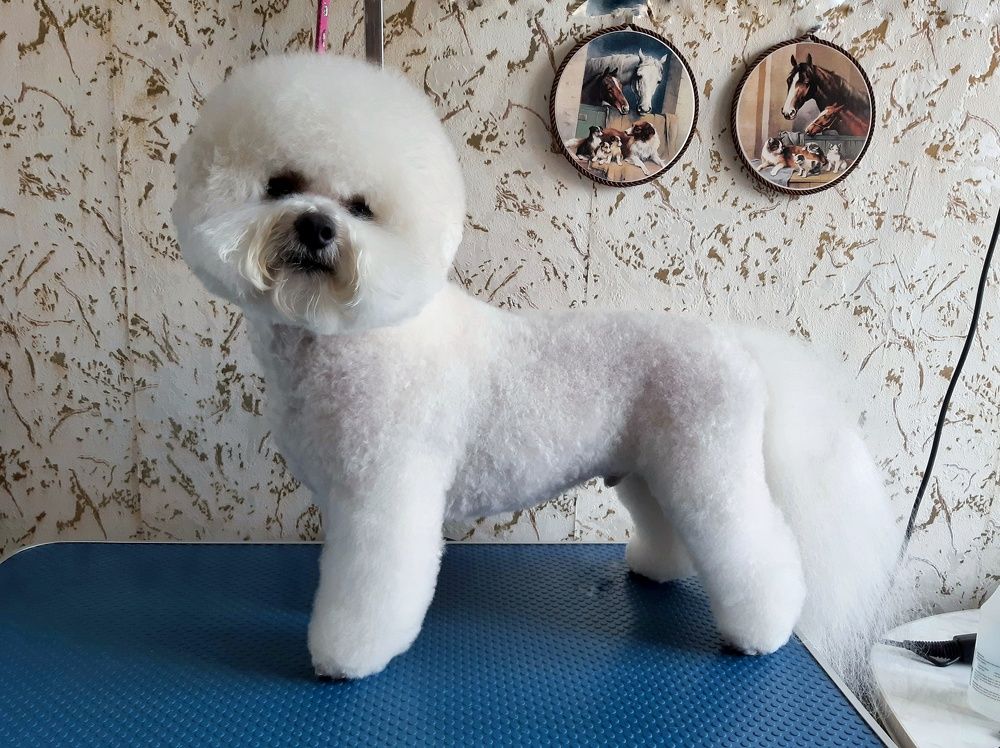 Бишон фризе