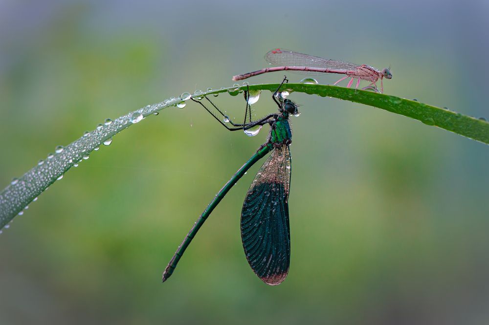 Утреннии стрекозки