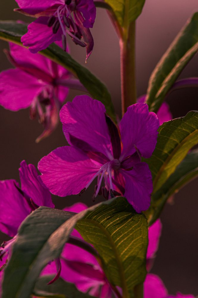 Фотография автора Софья Алексеева