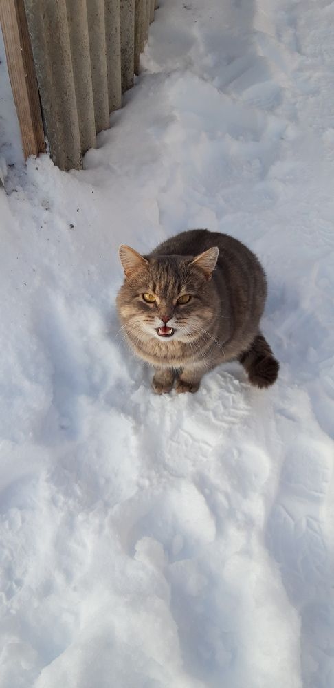 Кот Васька