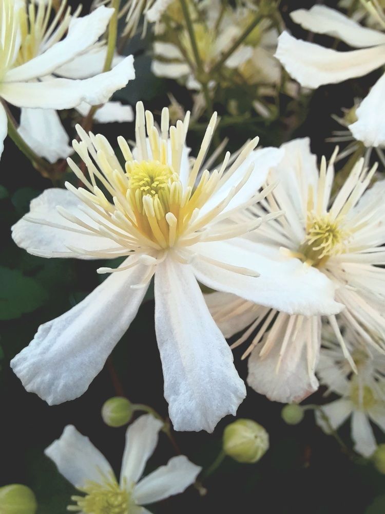 Photograph by Анастасия Алякина