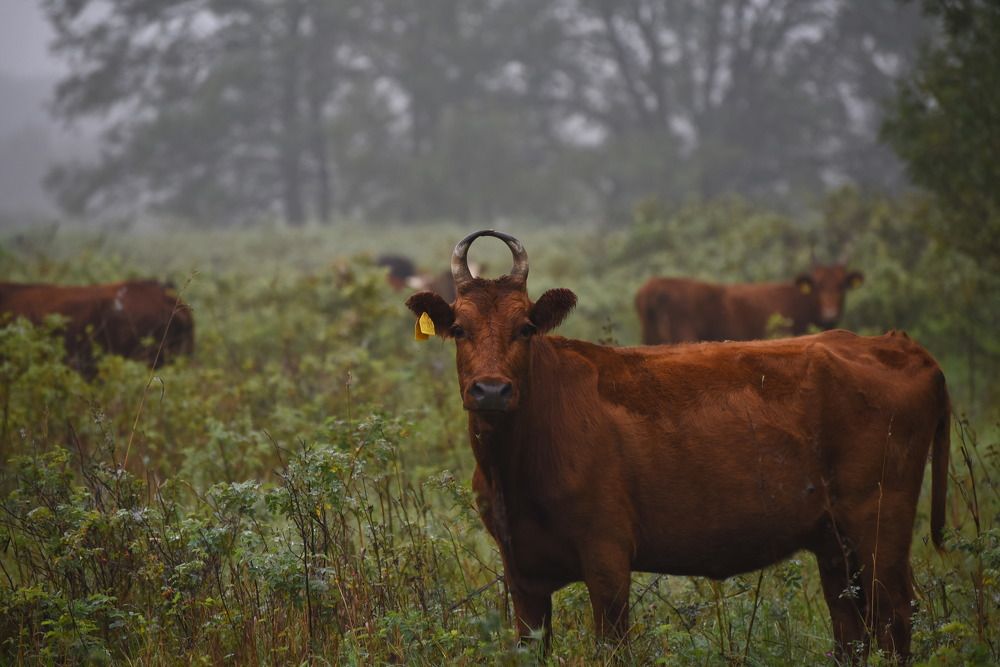 Фотография автора Сморчков Сергей