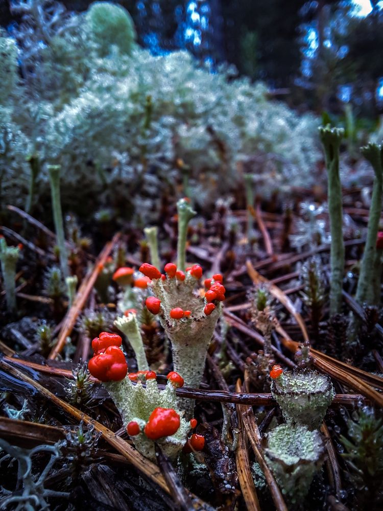 Photograph by Роман Бабин