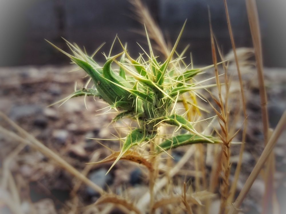 Photograph by shahin foroughi