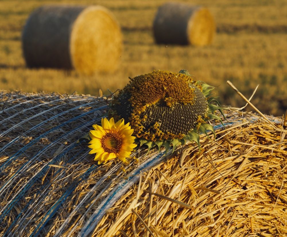 Photograph by Татьяна Исаева