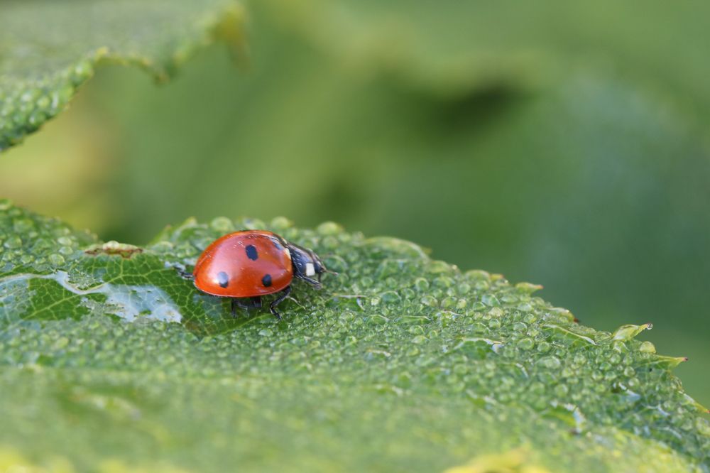 Photograph by Надежда Зайцева