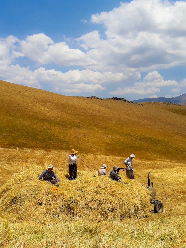 Фотография автора mohammad Alipour