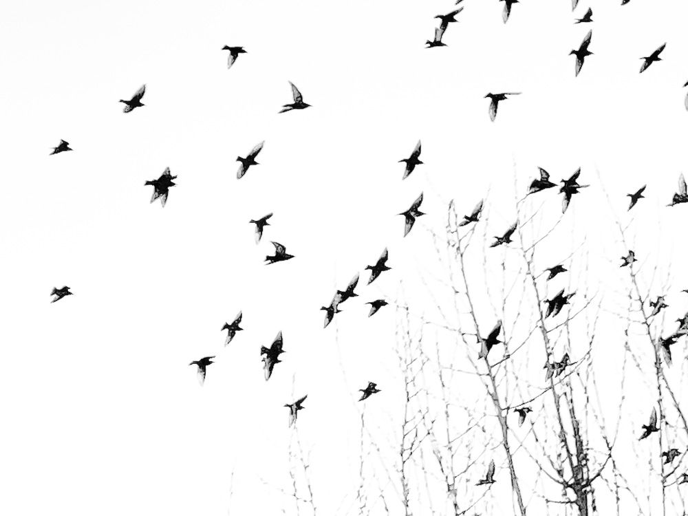 Photograph by Sahar