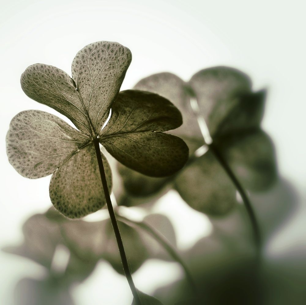 Photograph by Мария Корнилова