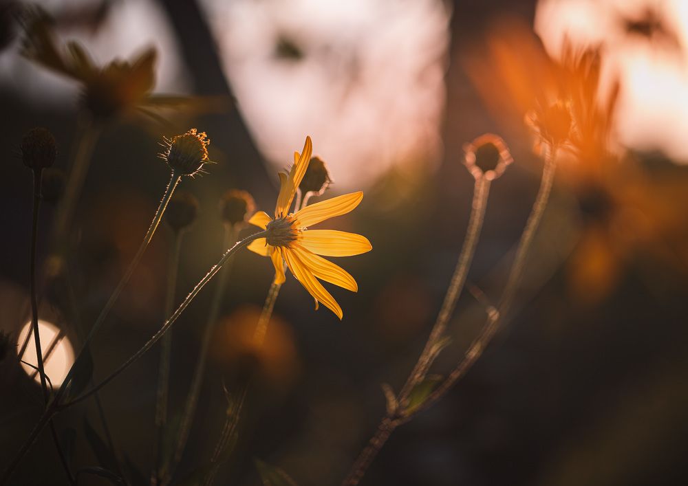 Photograph by Зеленько Дмитрий