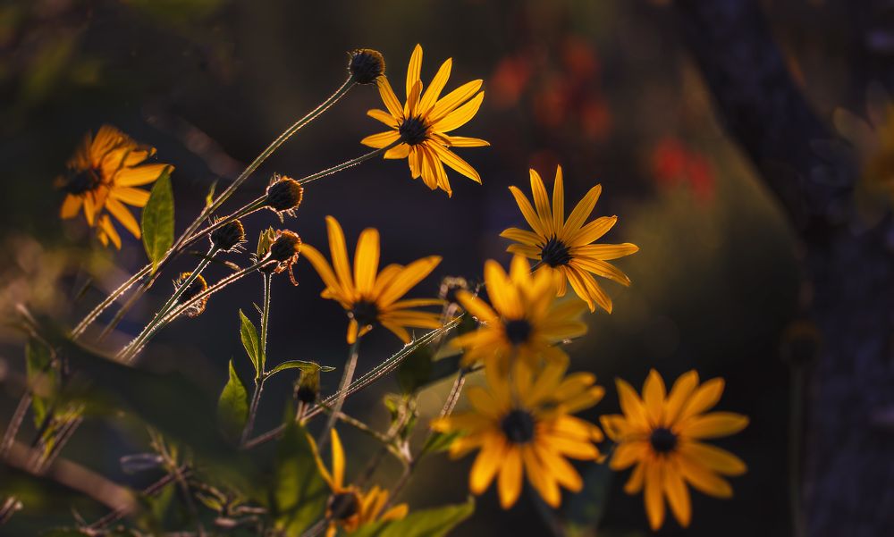 Photograph by Зеленько Дмитрий