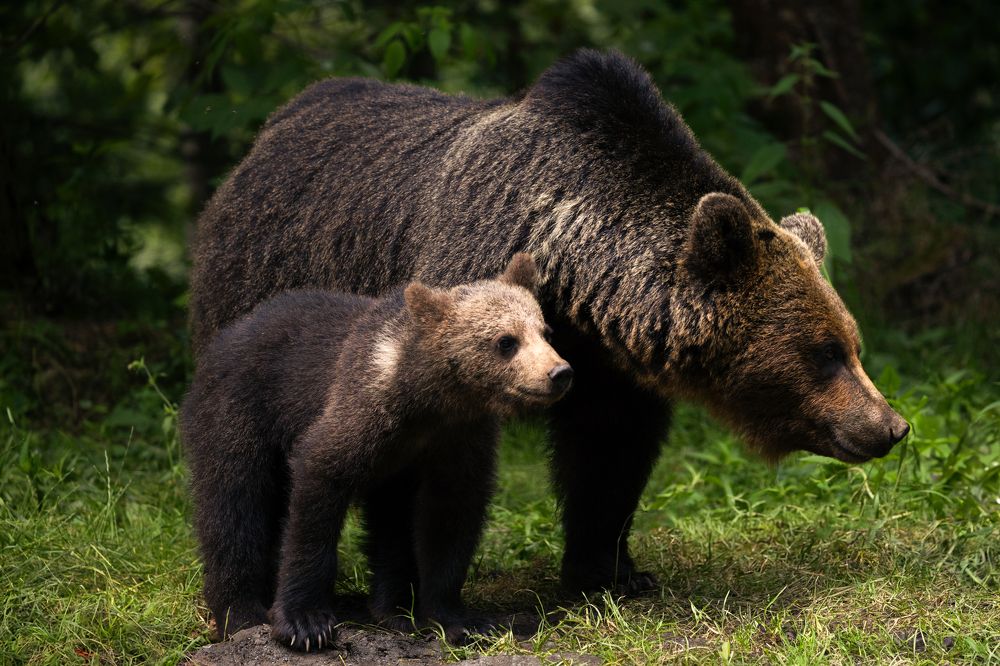 Photograph by Adrian Grigore