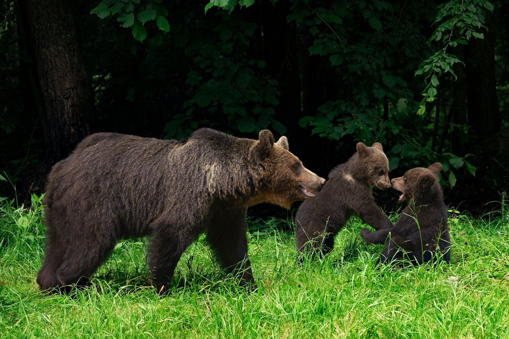 Photograph by Adrian Grigore