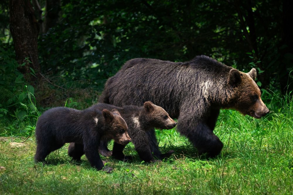 Photograph by Adrian Grigore