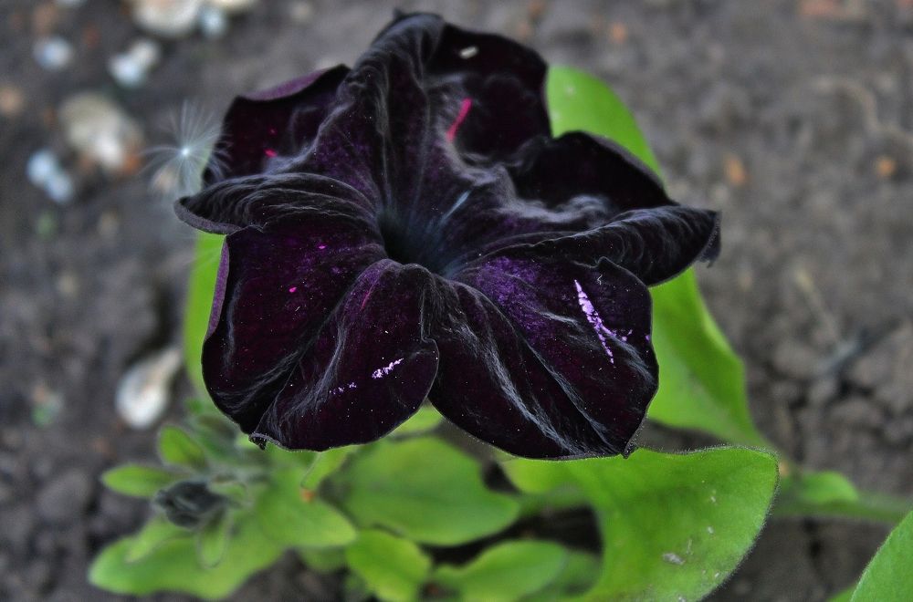 Photograph by Анна Восковых