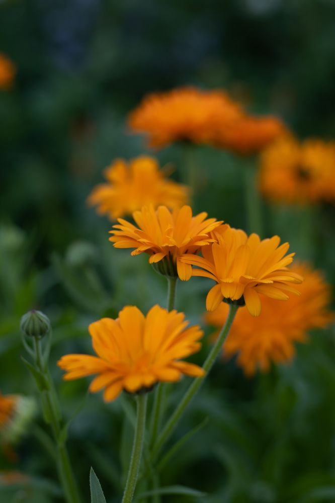 Photograph by Наталья Мотрий