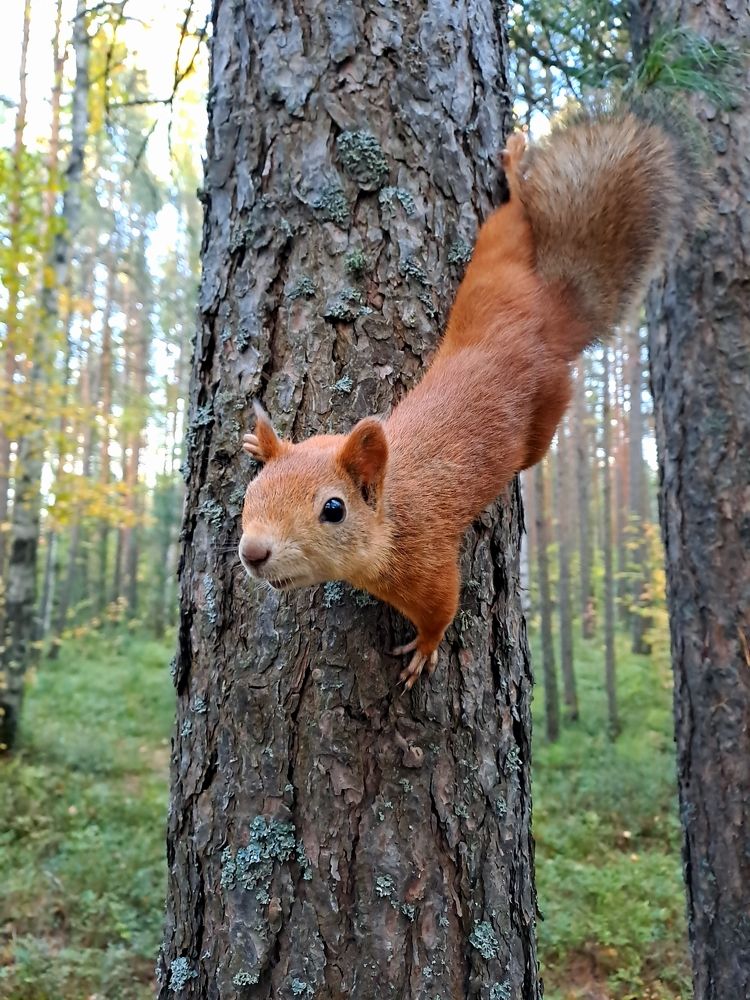 Белка на кедровом дереве