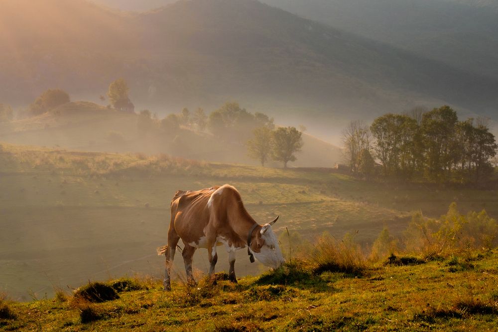 Photograph by Alin Bicas