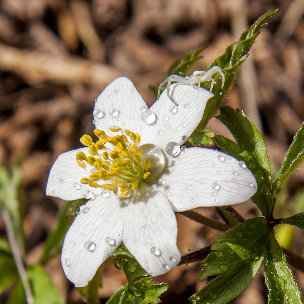 Белый цвет -7