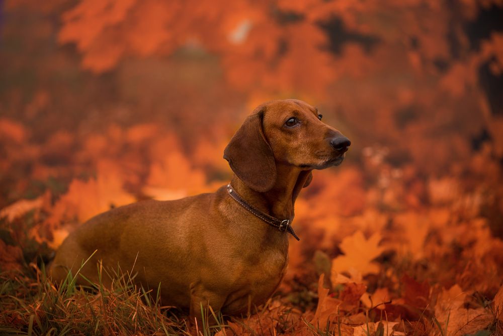 Photograph by Aлена Канхар