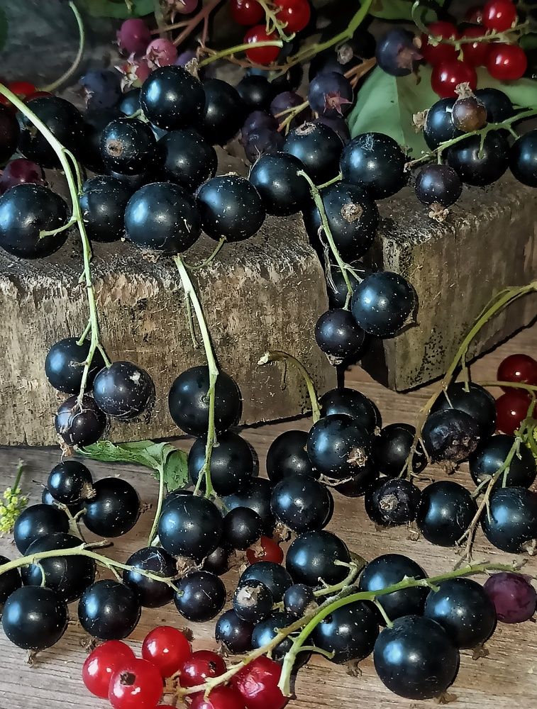 Черная смородина