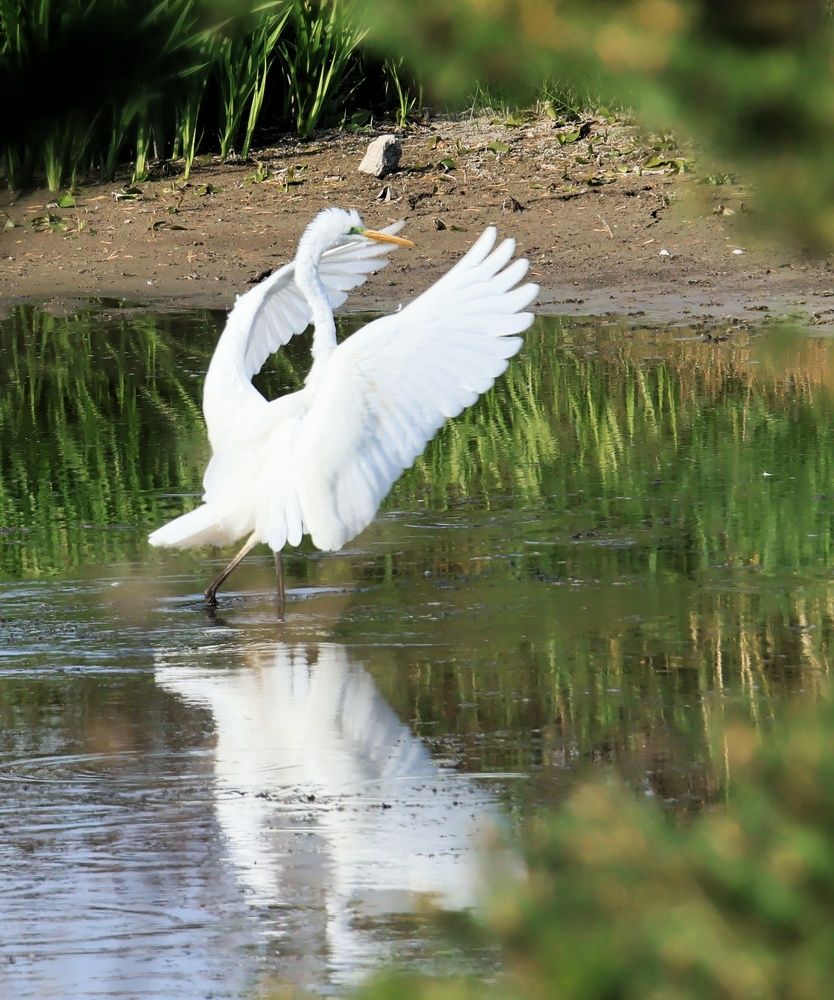 Царевна цапля